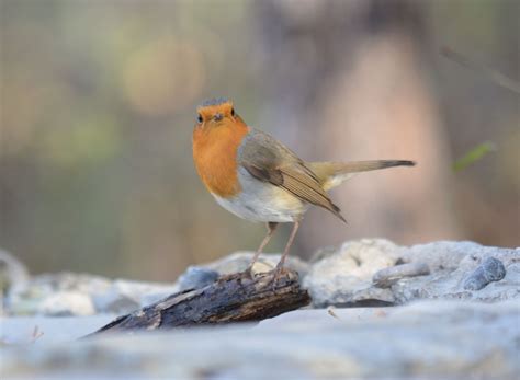 European Robin | Greek Nature Encyclopedia