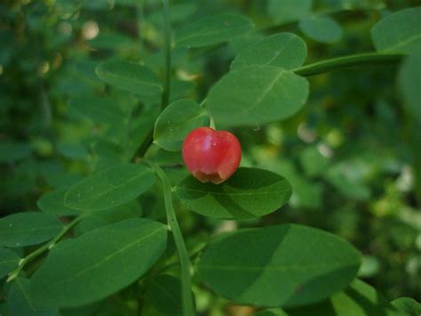 Calphotos Vaccinium Parvifolium Red Huckleberry