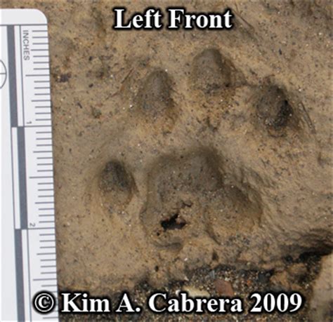Wild animal tracks in snow can be difficult to track due to its unstable nature. Animal Tracks - Bobcat Track Photos (Felis rufus or Lynx rufus) Page 4
