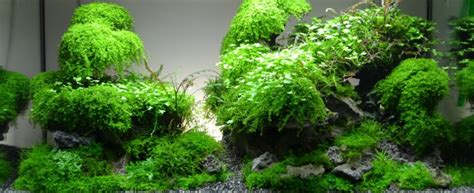 Nature aquarium, aquascaping and planted aquarium inspirations. Aquascaping Symphony - my-fish - Aus Freude an der Aquaristik