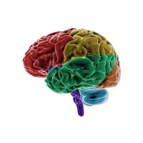 Gehirn Aufbau And Funktionen Der Gehirnhälften