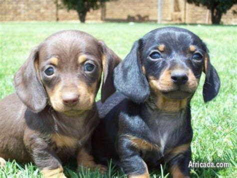 This page is only for dachshund lovers and those that are interested in adopting a. 23+ Dapple Miniature Dachshund Puppies For Sale - l2sanpiero