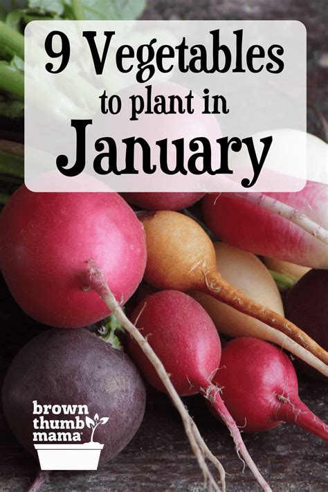 9 Vegetables To Plant In January Zone 9 Vegetables Planting