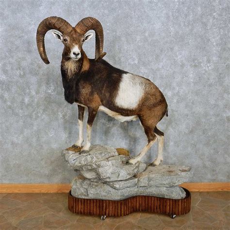 Iberian Mouflon Ram Life Size Taxidermy Mount For Sale Taxidermy