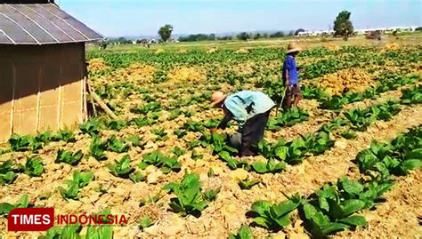 Whether you're a native english speaker or just beginning to learn, english grammar can be confusing. Dispertahutbun Minta Petani Sumenep Jaga Kualitas Tembakau ...