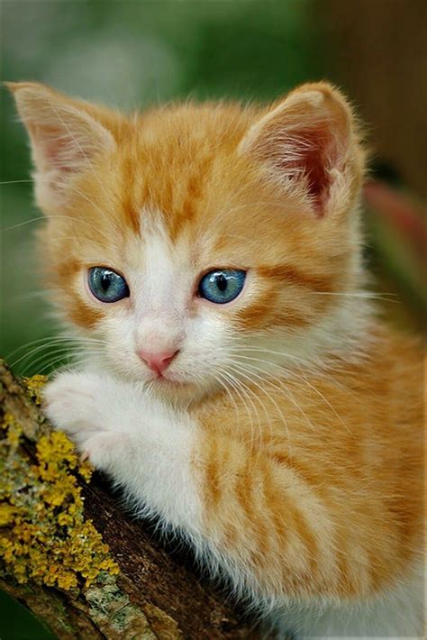 Orange Tabby Kitten Kitten Cat Cats Kitten Kittens Cute Kittens