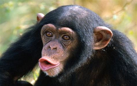 Información Sobre Los Monos Hechos Hábitos Y Hábitat