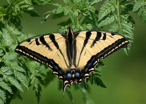 Western Tiger Swallowtail Butterflies Of Rocky Mountain National Park