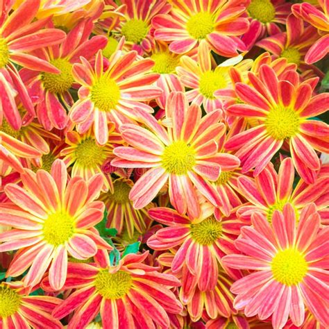 Beautiful Flowers Background With Red And Yellow Chrysanthemum Stock