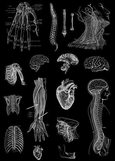 Vintage Anatomy Print Photographic Print By Stilleskygger