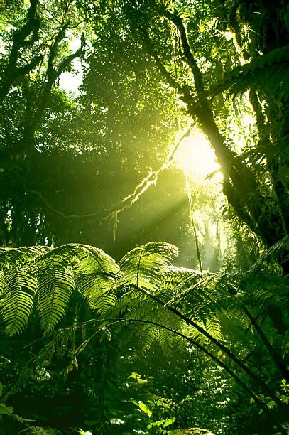 Best Tropical Rainforest Stock Photos Pictures And Royalty Free Images