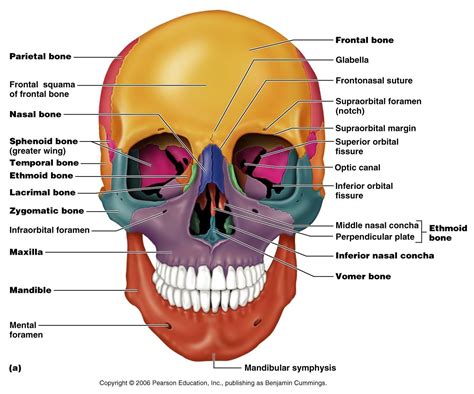 Human Anatomy Pearson Blank Skull Jennifer Brown Skull Anatomy Axial