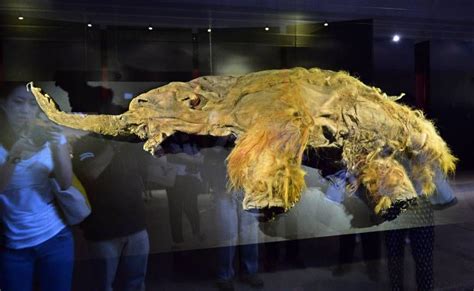 Preserved Woolly Mammoth Found Frozen In Siberia After 39000 Years