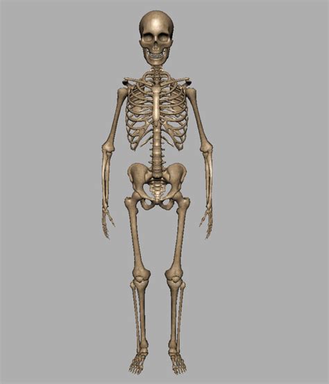 Human Skeleton 3d Model Realtime 3d Models World