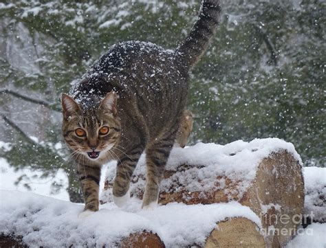 Snow Kitty Photograph By Teresa A And Preston S Cole Photography Fine