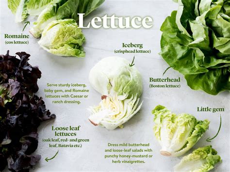 Grow your own and you can pick exactly how much you want and need. The Ultimate Guide to Using Salad Leaves | Stories ...