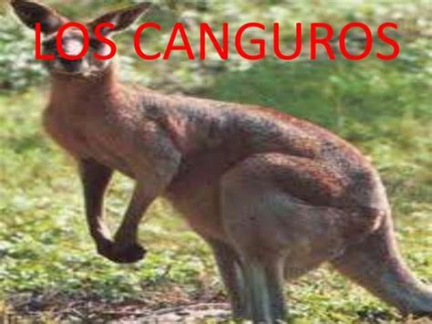 El Canguro