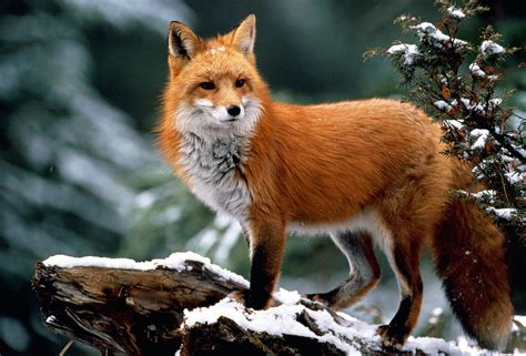 Red Fox Vulpes Vulpes Standing On By Darrell Gulin