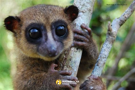 Impossibly Cute Tiny Lemur Species Discovered In