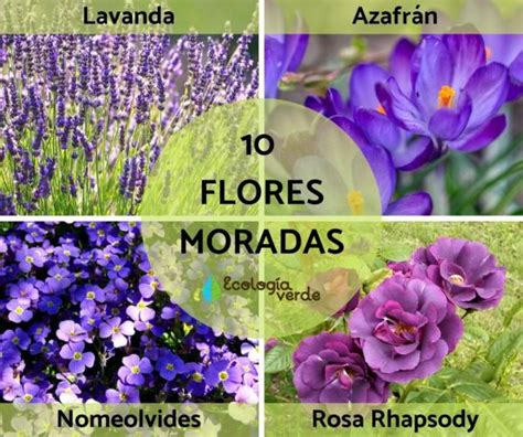 Arriba 92 Foto 5 Nombres De Plantas Sin Flores Ni Frutos Actualizar