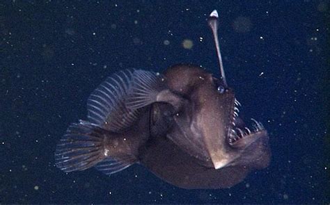 Black Seadevil Fish Found In The Deep Waters Off