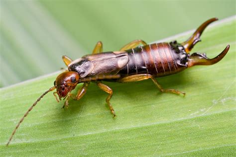 Montessori Zoology Insects Earwig ~ Pinegreenwoods