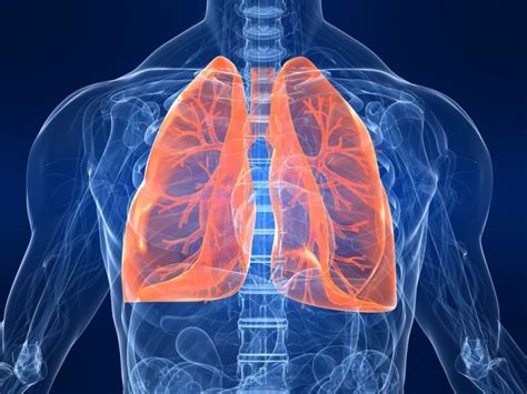 Making New Lungs An Important Development In Tissue Engineering Brings