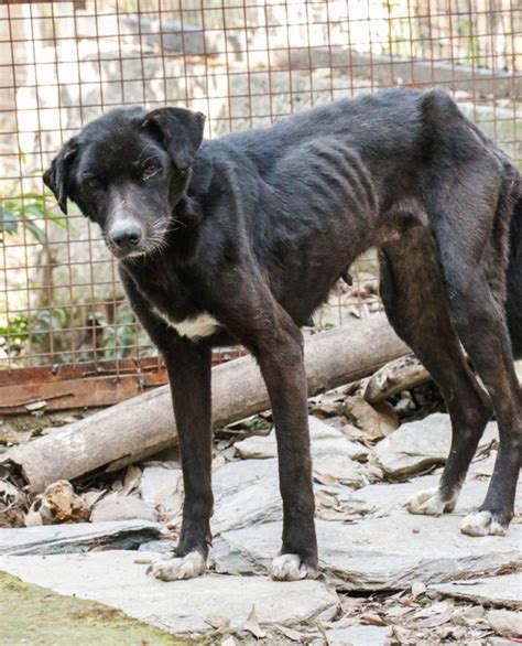 Help Rescue 100 Homeless Dogs In India Globalgiving