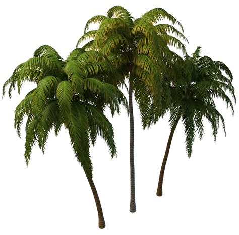 Coconut Tree Png Images Free Download Imagesee