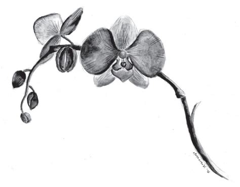 Gambar Sketsa Bunga Yang Mudah Dibuat Dan Sederhana
