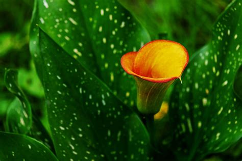 Are Calla Lilies Poisonous To Cats Vet Reviewed Facts Signs