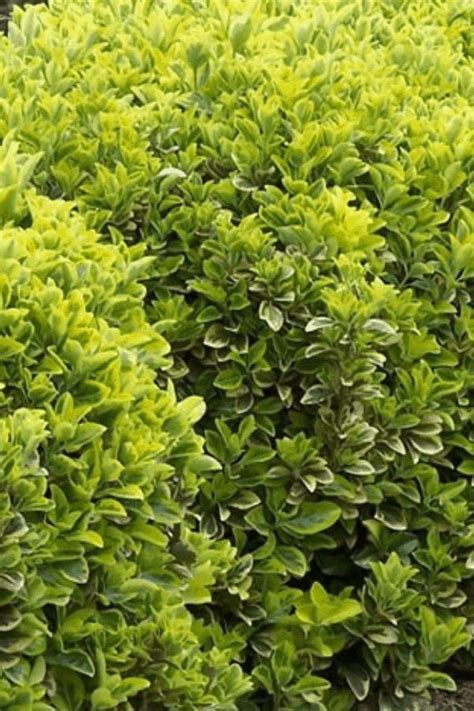 7 Fast Growing Evergreen Trees And Shrubs Fast Growing Shrubs Fast