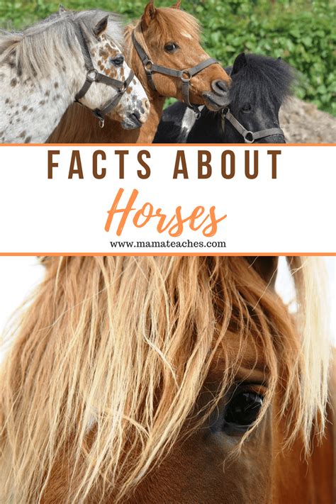 Facts About Horses Fun Animal Facts For Kids Mama Teaches