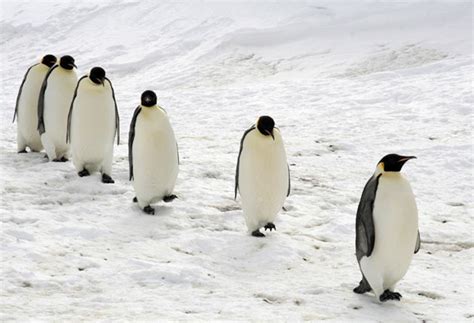 By The Left Quick March The Emperor Penguins Migration The