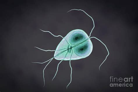 Giardia Lamblia Parasite 7 By Kateryna Kon Science Photo Library