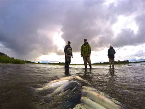Alaskan Sockeye Salmon Fishing Anglers Alibi