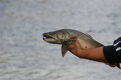 Find valemount real estate listings and browse homes for sale at royal lepage, canada's leading real estate brokerage. Fishing & Camping Photo Gallery - Home | Home
