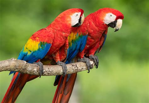 Download Macaw Parrot Bird Animal Scarlet Macaw Hd Wallpaper