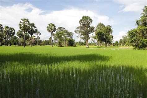 The Ricefields Of Cambodia Beautiful To Look At Photostory