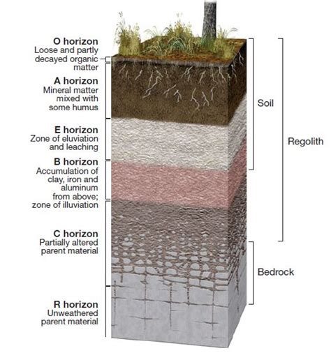 Soil Profile And Its Horizons Diagram And Layers Digitally Learn