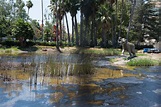 Visit to the La Brea Tar Pits in Los Angeles
