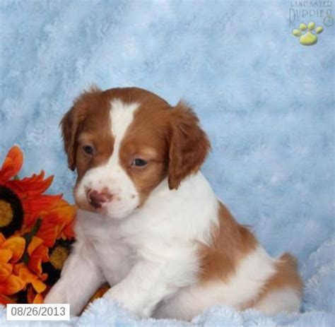 Please can I just have him already? | Spaniel puppies for ...