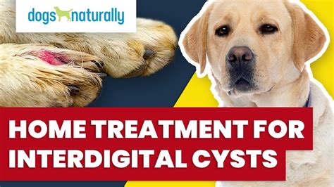 Interdigital Cysts In Dogs Home Treatment Dogs Naturally