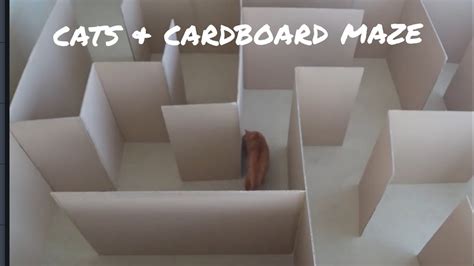 Cats And Cardboard Maze Youtube