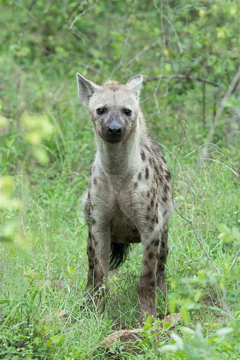 Hyena Hyena Animals Wildlife Photos