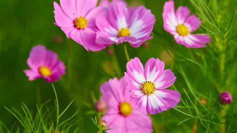 Cosmos Flowers Wallpapers Wallpaper Cave
