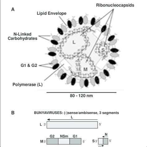 Gram Positive Filamentous Rods As Seen On Morphology Download