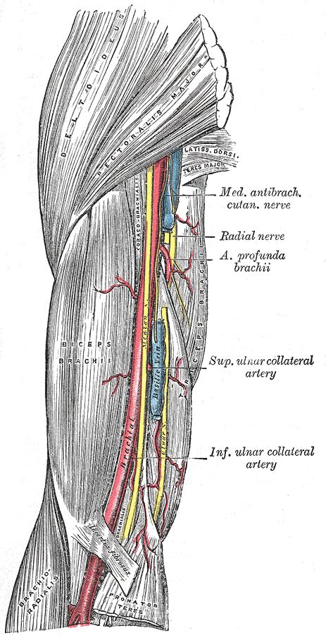 Human Anatomy Cross Section Through The Right Arm
