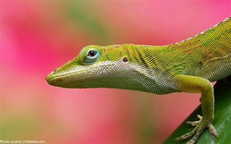 Interesting Facts About Lizards Just Fun Facts