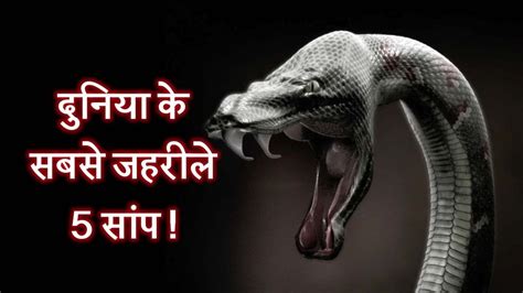 दुनिया के सबसे जहरीले 5 सांप Top 5 Most Poisonous Snakes In Hindi